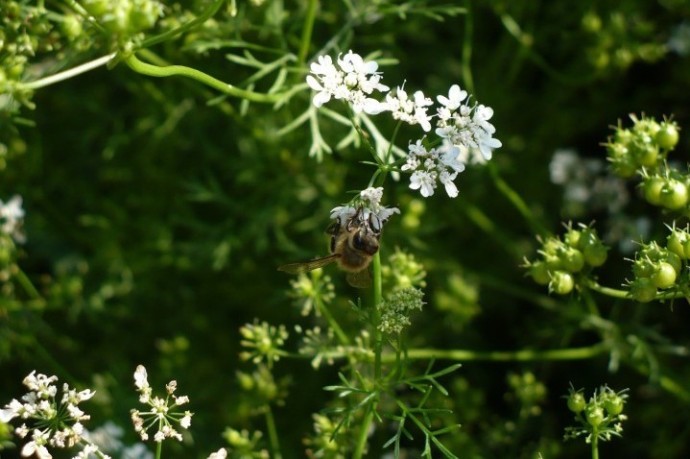 la gentilezza del fiore